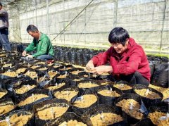 正在位于泉州永春五里街镇高垅村的大鹏苗木无